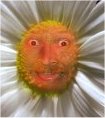Flower Fun